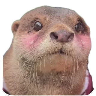 Sticker from Otters and RYT