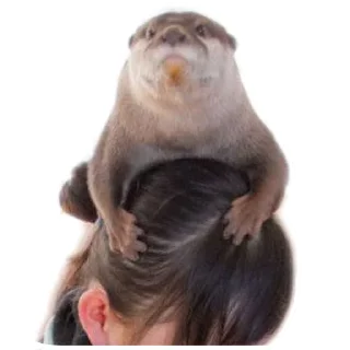 Sticker from Otters and RYT