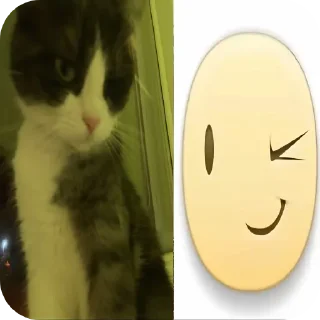 🐱 emoji cute animals 💗 Telegram sticker 23 of 59