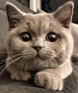 💋 emoji обнимашки Telegram sticker 24 of 84