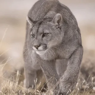 🌟 emoji Puma ( cougar,mountain lion 💋) Telegram sticker 24 of 52