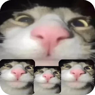 Sticker from Слишком смешной кот