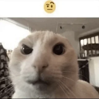 🤨 emoji чо Telegram sticker 19 of 50