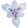 Sticker from Flowers @TgEmodziBot