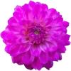 Sticker from Flowers @TgEmodziBot