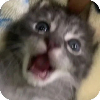 😱 emoji двш cats by @lindoraghgg Telegram sticker 5 of 110
