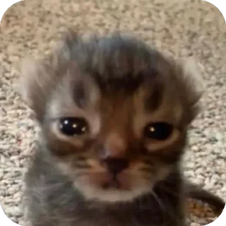 😢 emoji двш cats by @lindoraghgg Telegram sticker 7 of 110