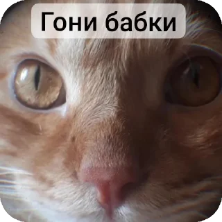 😺 emoji STICERBOOM Telegram sticker 3 of 18