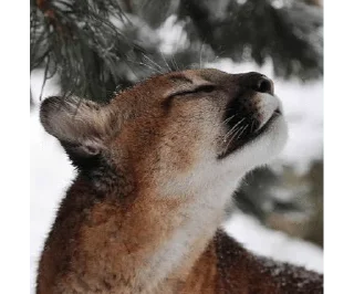 🌟 emoji Puma ( cougar,mountain lion 💋) Telegram sticker 22 of 52