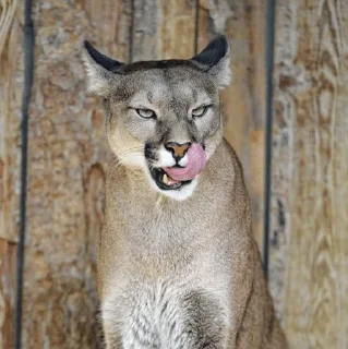 🌟 emoji Puma ( cougar,mountain lion 💋) Telegram sticker 6 of 52