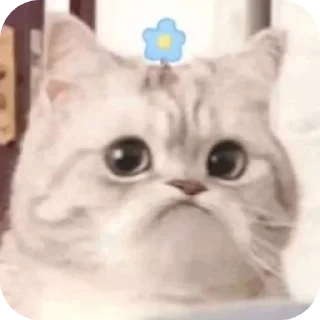 🐱 emoji ути-путин @StickersPackRobot Telegram sticker 1 of 21