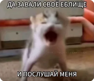🌟 emoji пикчи с фразами Telegram sticker 14 of 26