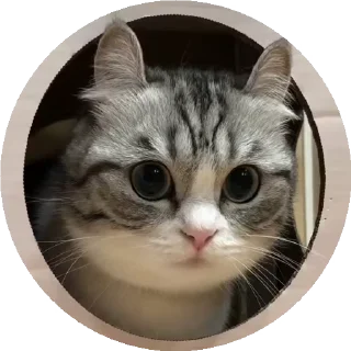 😺 emoji Больше стикеров тут: @allstickers_tg Telegram sticker 9 of 50