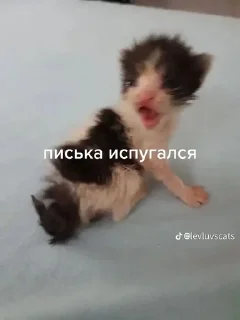😫 emoji писька и братан Telegram sticker 6 of 36