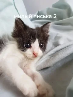 ☺️ emoji писька и братан Telegram sticker 13 of 36