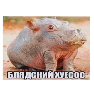 🥸 emoji мои стикеры Telegram sticker 17 of 43