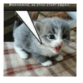 🐱 emoji мои стикеры Telegram sticker 15 of 43