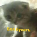 🍷 emoji ультраржомба v.2 Telegram sticker 24 of 120