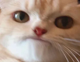 😐 emoji Мем Telegram sticker 21 of 120