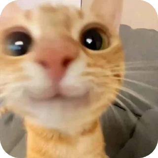 🐱 emoji Мяу мяу Telegram sticker 24 of 73