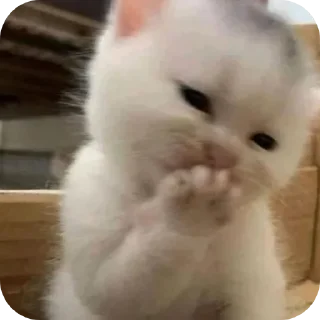 🌟 emoji котики Telegram sticker 9 of 69