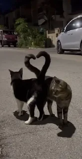 Sticker from ❤🐱Котики🐱❤