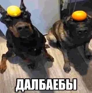 🐶 emoji На все случаи жизни Telegram sticker 6 of 46