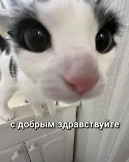 🌟 emoji котики 😻 Telegram sticker 5 of 88