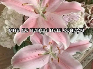🌟 emoji мудяра Telegram sticker 22 of 119
