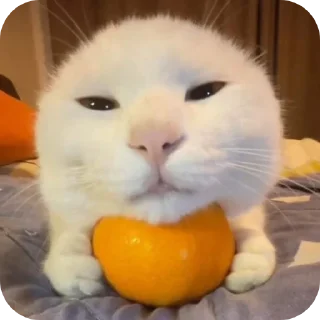 🐱 emoji ˙˚ʚ(´◡`)ɞ˚˙ Telegram sticker 6 of 30