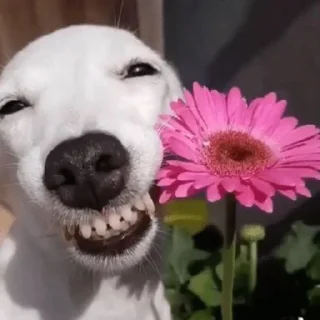 🌟 emoji Собака-Улибака Telegram sticker 8 of 30