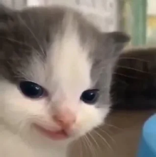 🌟 emoji Собака-Улибака Telegram sticker 22 of 30
