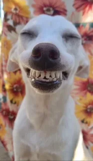 🌟 emoji Собака-Улибака Telegram sticker 9 of 30