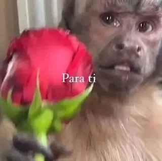 🐵 emoji 🐵 TG | İnsta : @Xaliqmustafayev  👨🏻‍💻 @Xaliqq Telegram sticker 7 of 25