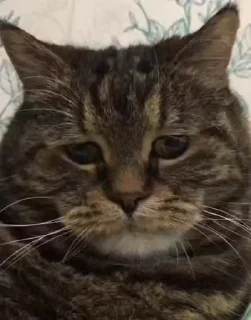 😿 emoji Mood 😿   | 👨🏻‍💻 @Xaliqq Telegram sticker 10 of 30