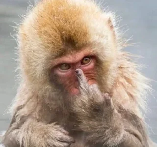 🐵 emoji 🐵 TG | İnsta : @Xaliqmustafayev  👨🏻‍💻 @Xaliqq Telegram sticker 13 of 25