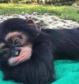 🐵 emoji 🐵 TG | İnsta : @Xaliqmustafayev  👨🏻‍💻 @Xaliqq Telegram sticker 16 of 25