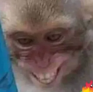 🐵 emoji 🐵 TG | İnsta : @Xaliqmustafayev  👨🏻‍💻 @Xaliqq Telegram sticker 12 of 25