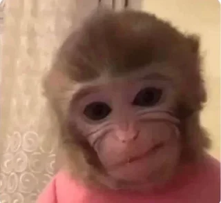 🐵 emoji 🐵 TG | İnsta : @Xaliqmustafayev  👨🏻‍💻 @Xaliqq Telegram sticker 11 of 25