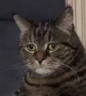 😿 emoji Mood 😿   | 👨🏻‍💻 @Xaliqq Telegram sticker 9 of 30
