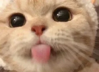 😛 emoji °.๑ 𑀁 🩹 ! ₊˚.🤍 ˚ ࣪｡ Telegram sticker 6 of 57