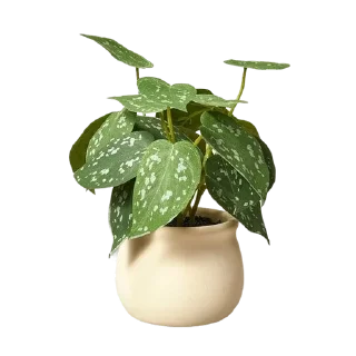 🌟 emoji Plants 🪴 Telegram sticker 12 of 85
