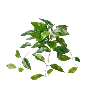 🌟 emoji Plants 🪴 Telegram sticker 10 of 85