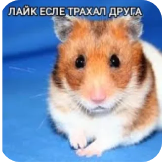 🐱 emoji Настя Ш-общительная Telegram sticker 14 of 52
