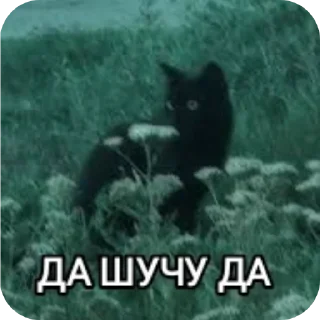 🐱 emoji Настя Ш-общительная Telegram sticker 23 of 52