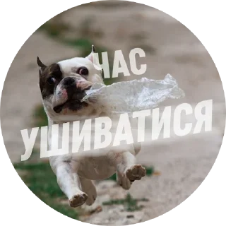 😱 emoji Емоційні тварини Telegram sticker 5 of 38