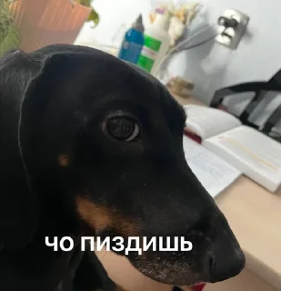 🤓 emoji виктория сикрет Telegram sticker 12 of 19