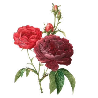 🌼 emoji Retro flowers Telegram sticker 11 of 11