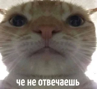 🔪 emoji нн какие-то (от @FR3x3) Telegram sticker 9 of 107