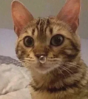 ☺ emoji Котикс Telegram sticker 16 of 20